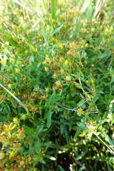 Hypericum sphaerocarpum