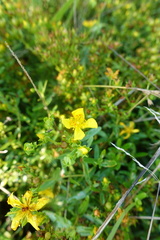 Hypericum sphaerocarpum