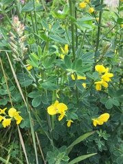 Genista monspessulana