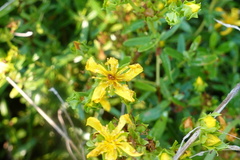 Hypericum sphaerocarpum