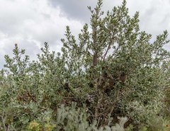 Banksia lemanniana