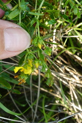 Hypericum sphaerocarpum
