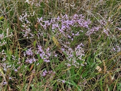 Limonium dodartii