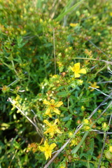Hypericum sphaerocarpum
