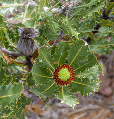 Banksia heliantha