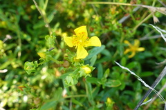 Hypericum sphaerocarpum