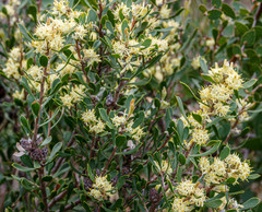 Petrophile squamata