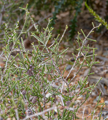 Melaleuca micrantha