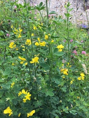 Genista monspessulana