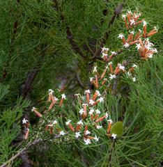 Lysinema ciliatum