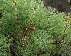 Petrophile fastigiata