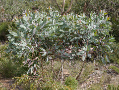 Eucalyptus pleurocarpa