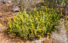 Synaphea petiolaris