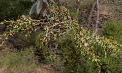 Hakea denticulata