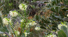 Pimelea lehmanniana