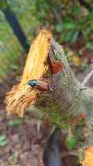 Phyllopertha horticola