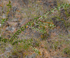 Acacia phlebopetala