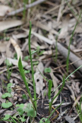 Eryngium vesiculosum
