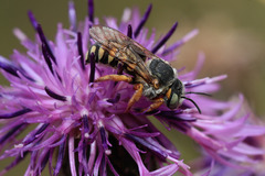 Icteranthidium laterale