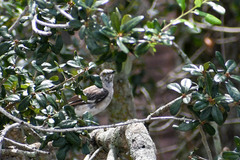 Mimus polyglottos image