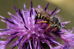 Icteranthidium laterale