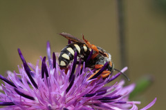 Icteranthidium laterale