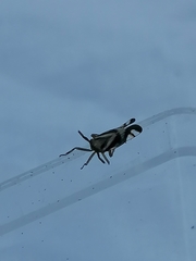 Delphax crassicornis