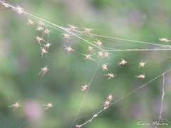 Argiope argentata