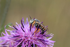 Icteranthidium laterale
