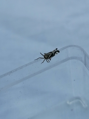 Delphax crassicornis