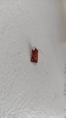 Melese flavimaculata