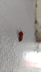 Melese flavimaculata