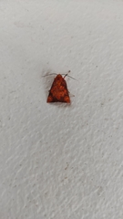 Melese flavimaculata