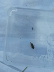 Evacanthus acuminatus