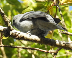 Coracina caesia caesia