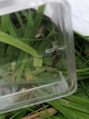 Evacanthus acuminatus