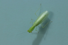 Tropidomantis gressitti