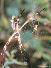 Argiope argentata