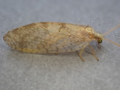 Hemerobius lutescens