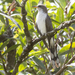 Pearly-breasted Cuckoo - Photo (c) Oswaldo Hernández, some rights reserved (CC BY-NC), uploaded by Oswaldo Hernández