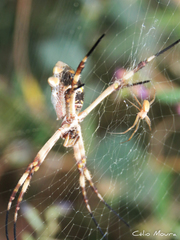 Argiope argentata