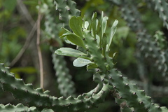 Euphorbia neriifolia