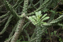Euphorbia neriifolia