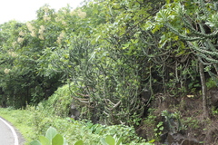 Euphorbia neriifolia