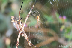 Argiope argentata