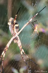 Argiope argentata