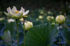 Nelumbo lutea