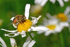 Eristalis arbustorum