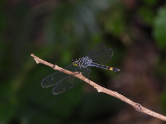 Agrionoptera sexlineata