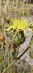 Centaurea rupestris